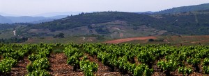 Bodega Luzdivina Amigo Bierzo 